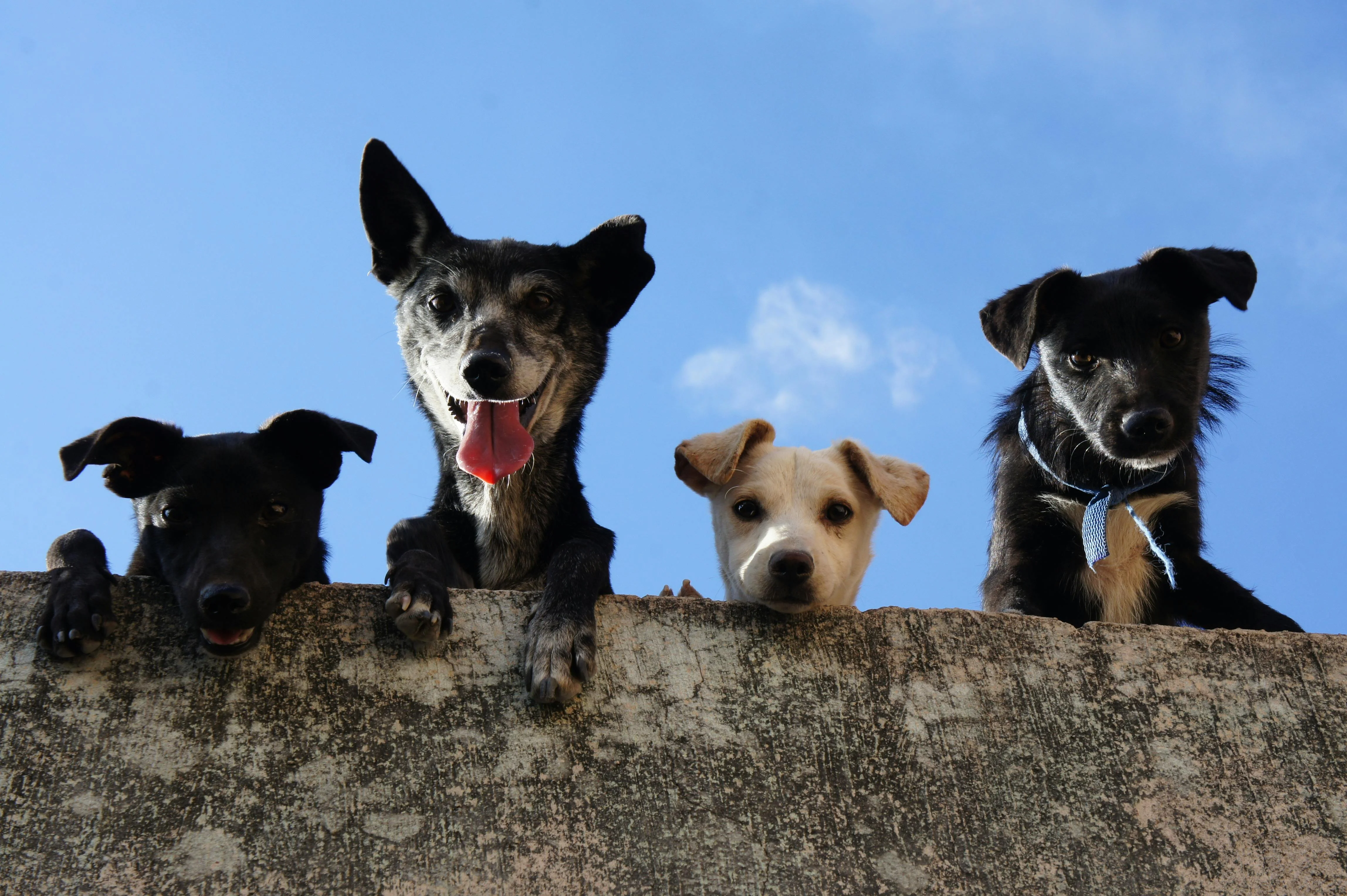 Microchippatura cani di proprietà - Giovedì 3 Luglio 2025 dalle ore 09:00