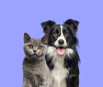 Contributi per la sterilizzazione dei cani e dei gatti di proprietà 2025