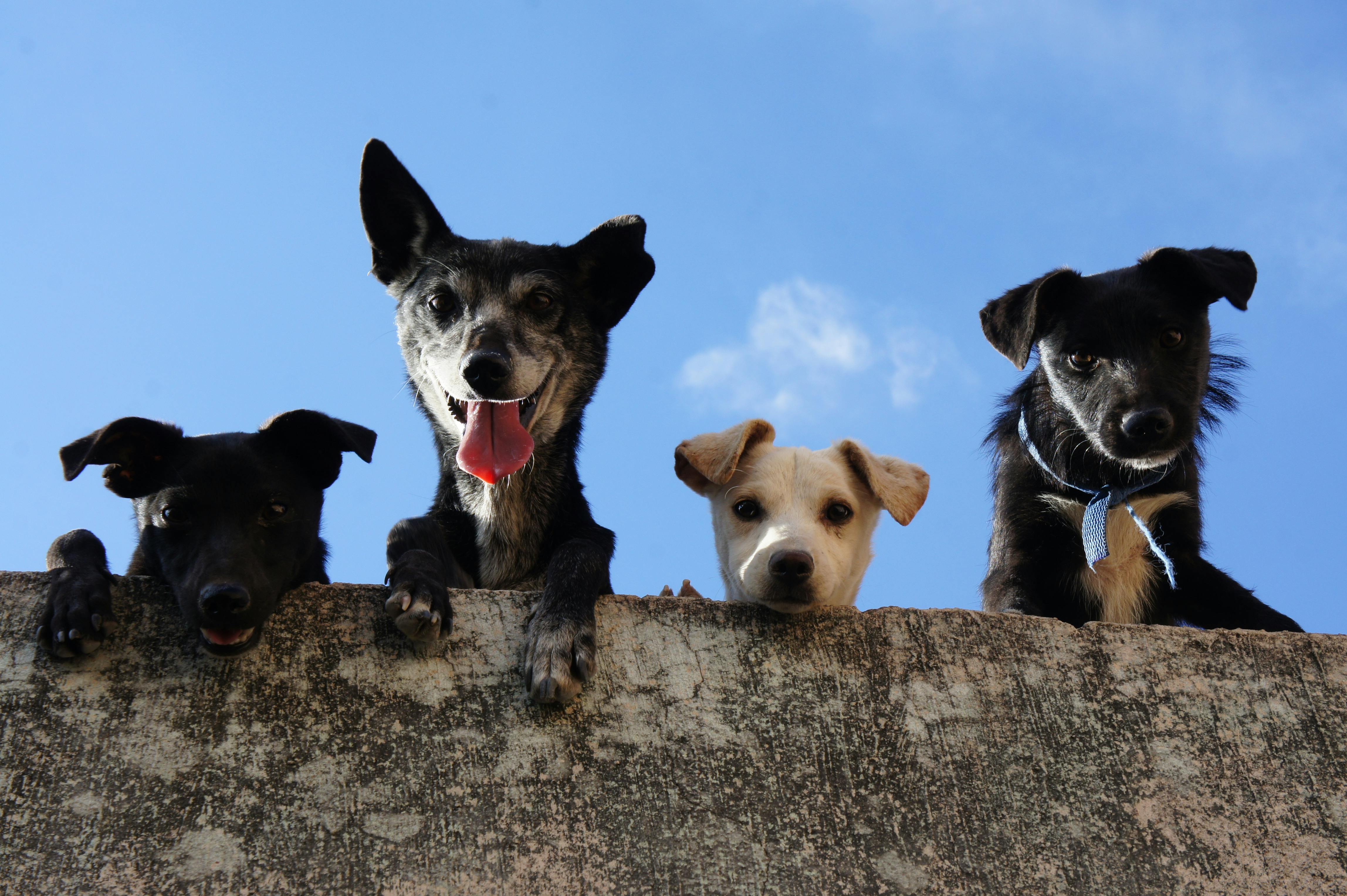 Microchippatura cani di proprietà - Giovedì 3 Luglio 2025 dalle ore 09:00